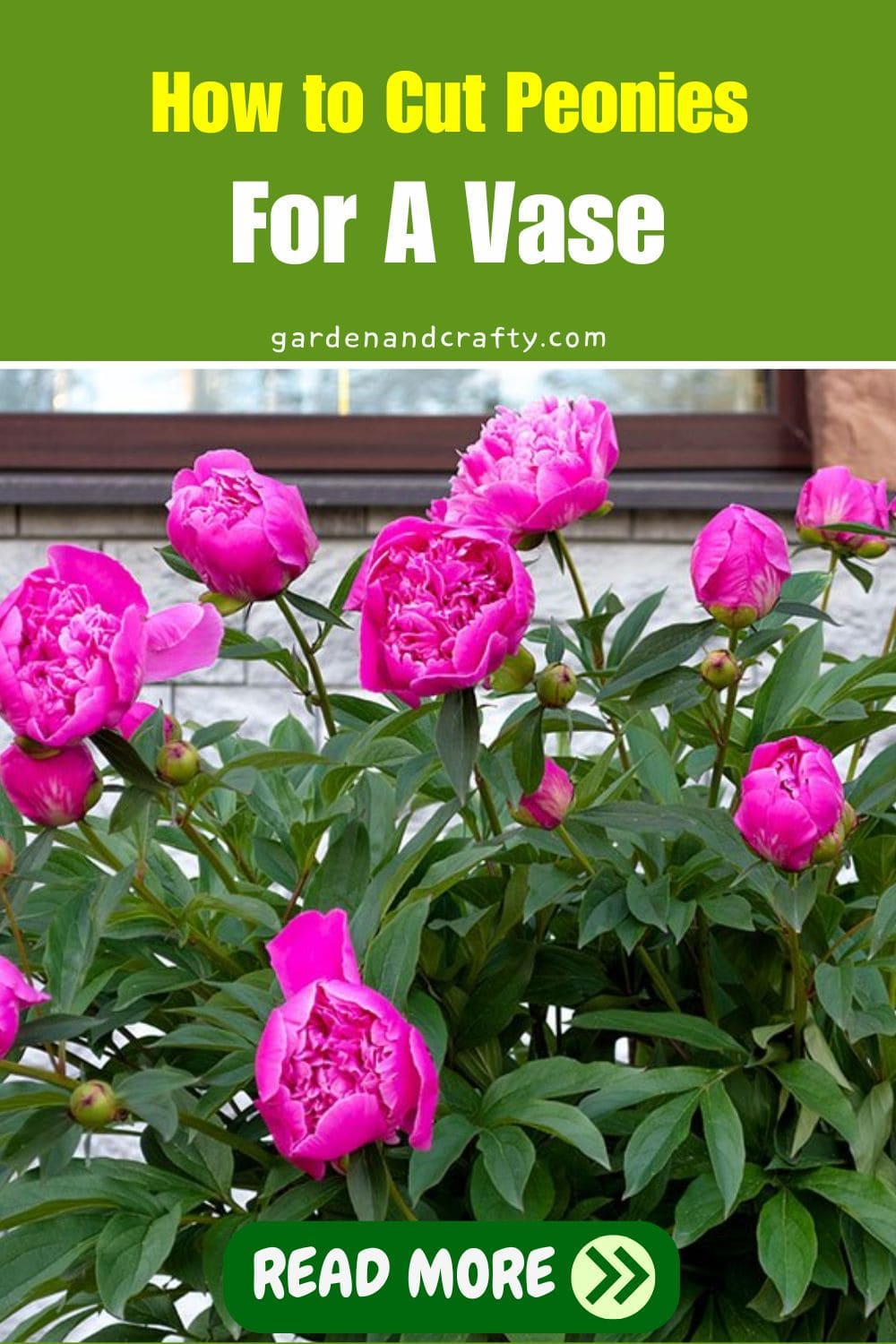 How to Cut Peonies For A Vase