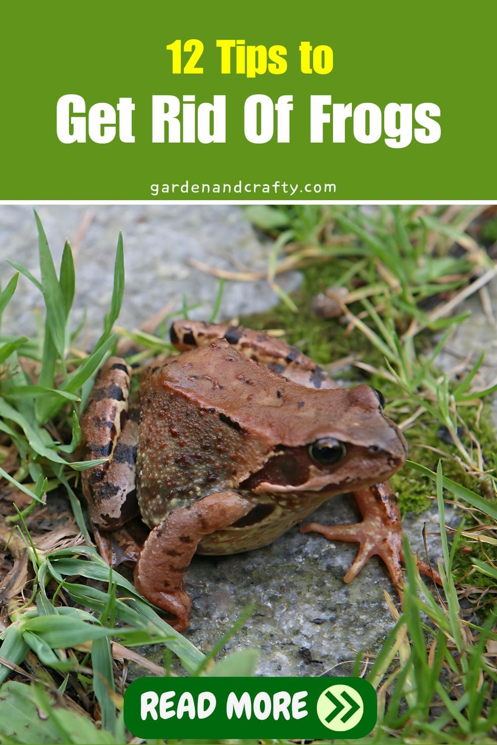 How to Get Rid of Frogs Effectively