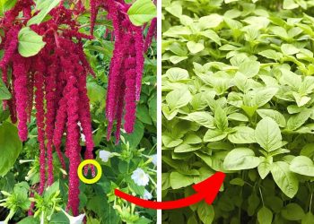 How to Grow Amaranth Plant