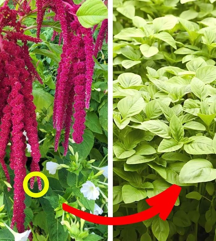 Guide on How to Grow Amaranth Plant