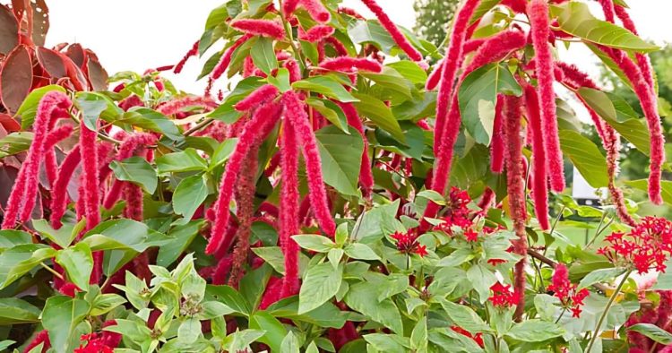 How to Grow Amaranth Plant