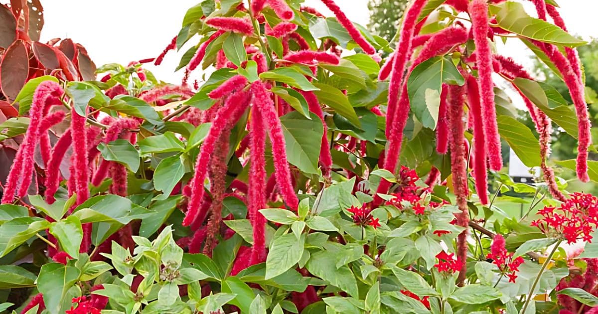 Guide on How to Grow Amaranth Plant