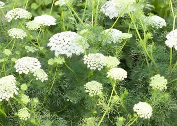 Ammi (Queen Anne’s Lace) Growing Guide How to Grow Ammi Flowers