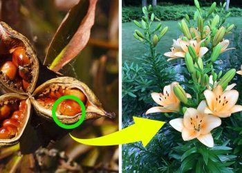 How to Grow and Care for Asiatic Lilies How to Grow Asiatic Lilies