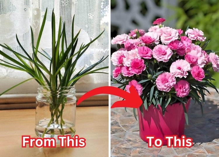 How to Grow Carnation Flowers