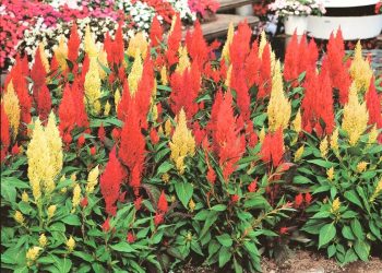 How to Grow Celosia Flowers