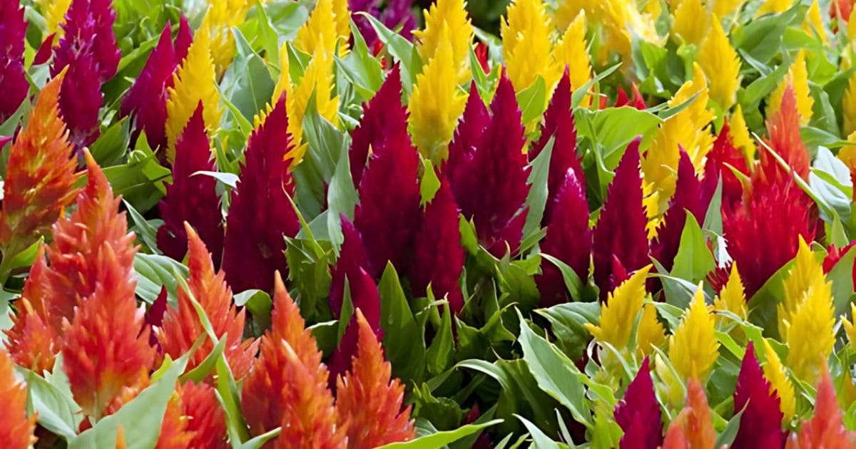 How to Grow and Care for Celosia Flowers
