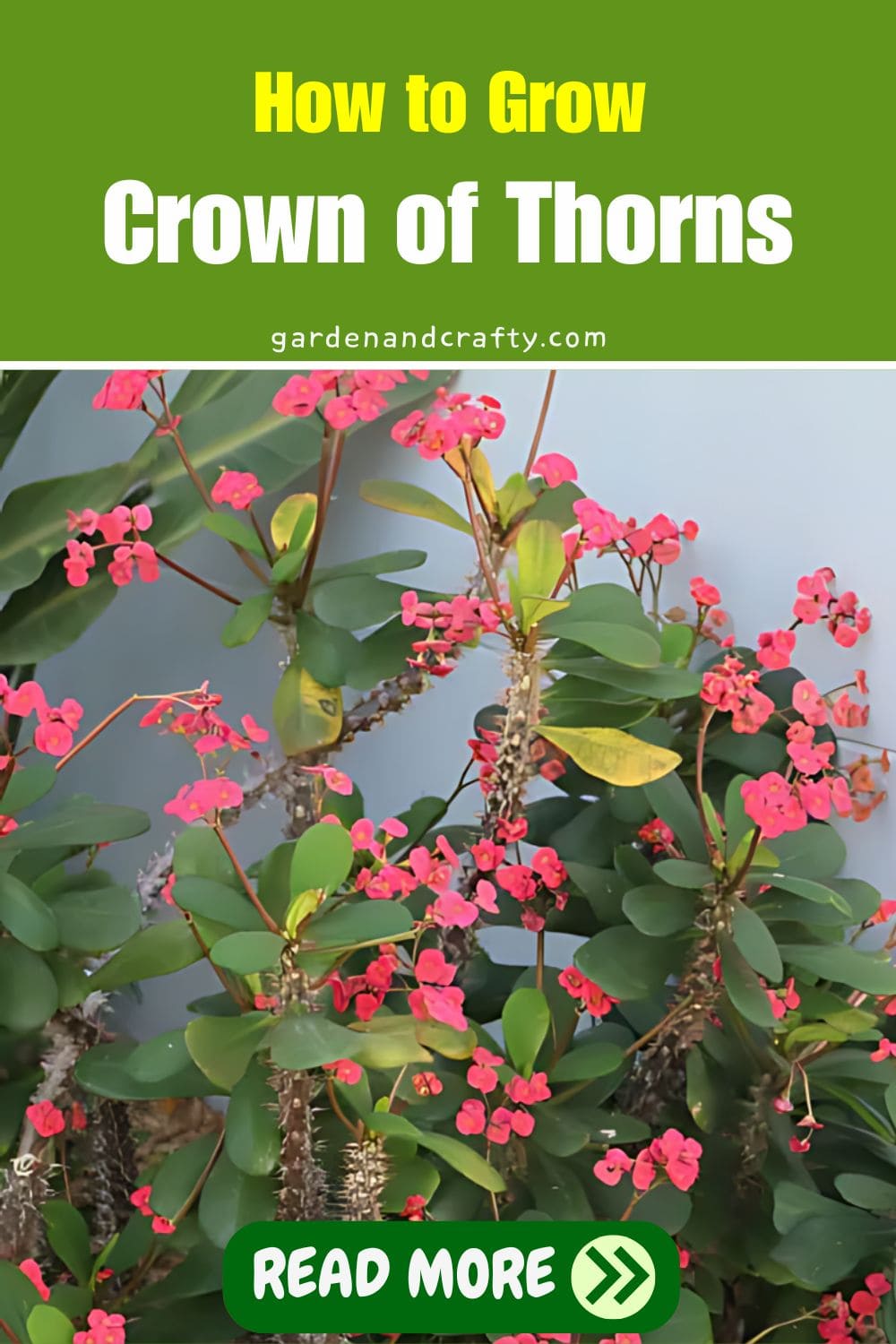 How to Grow Crown of Thorns Plant