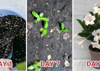 Full Guide on How to Grow Dipladenia How to Grow Dipladenia