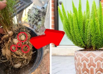 A Complete Guide to Growing Foxtail Fern How to Grow Foxtail Fern