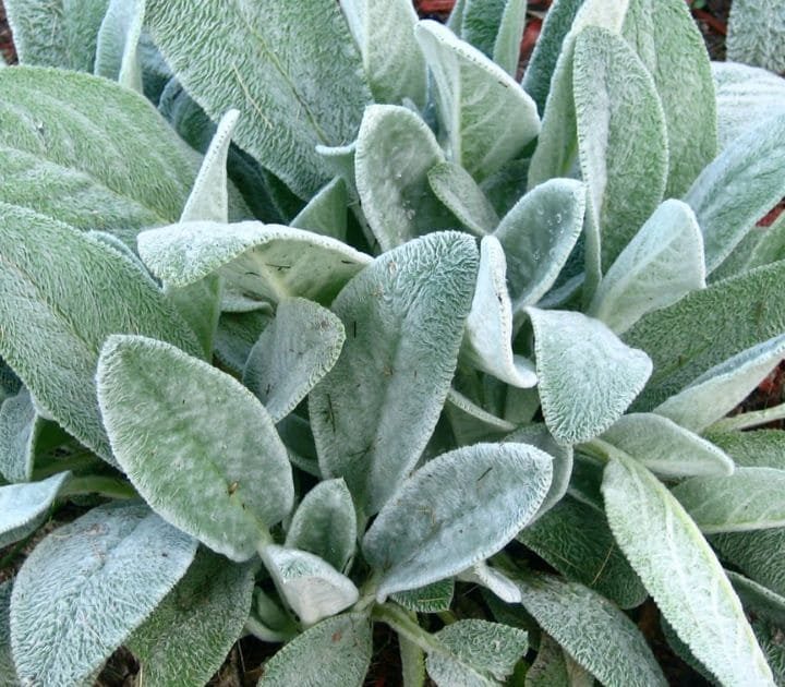 How to Grow Lamb’s Ear Plant