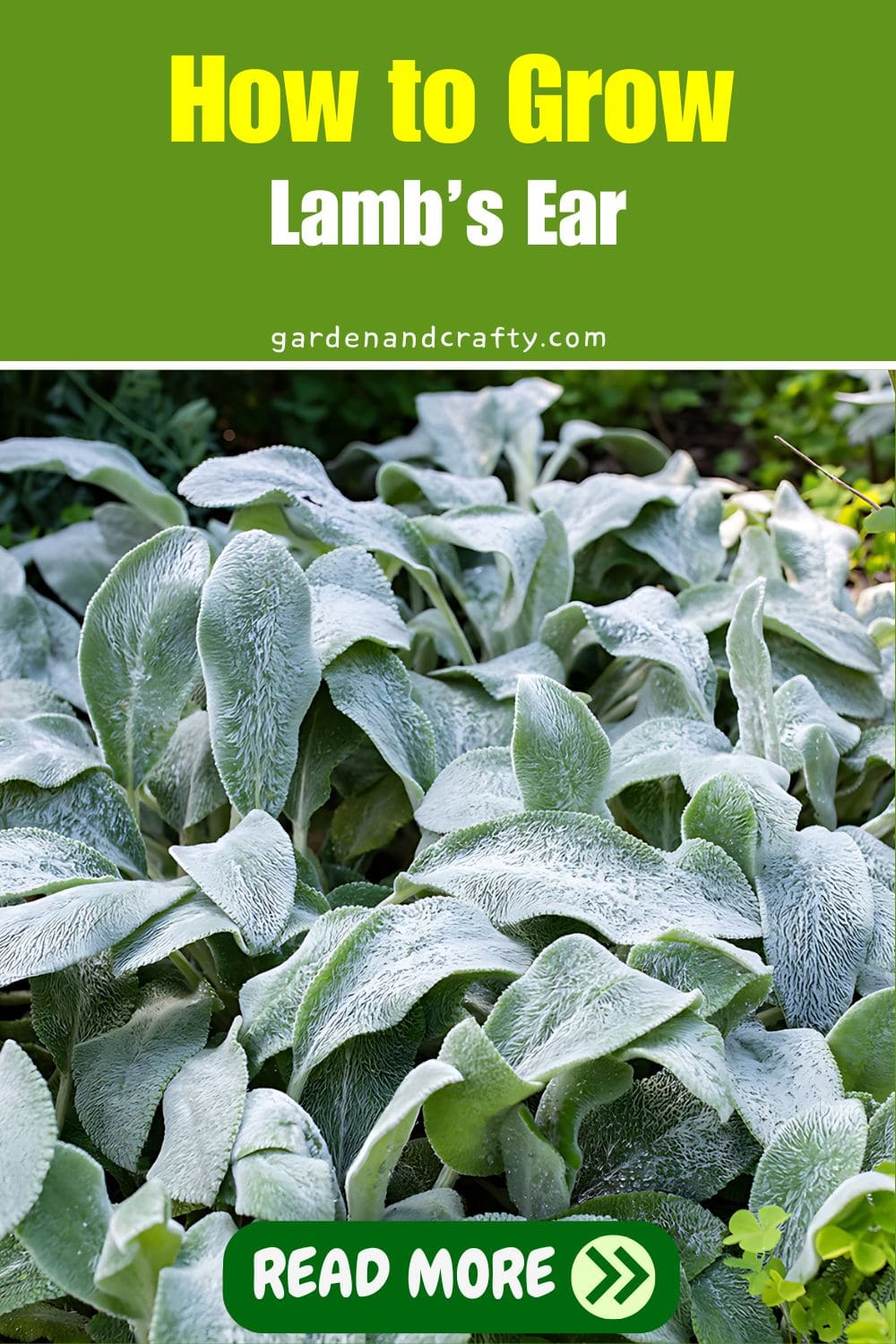 How to Grow Lamb’s Ear Plant