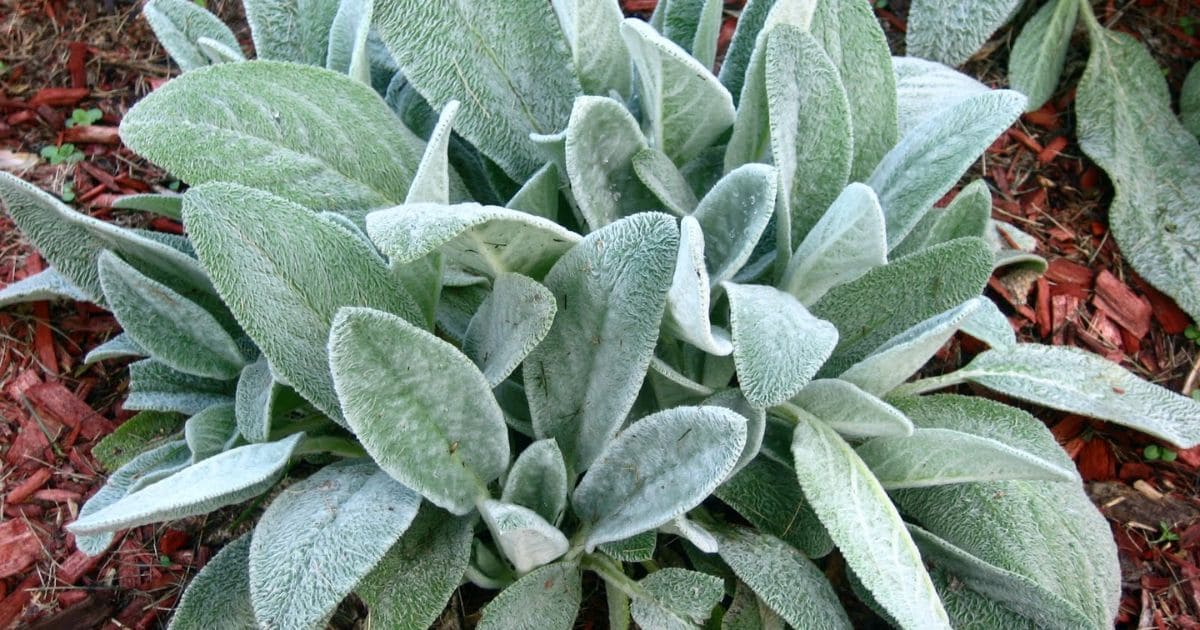 How to Grow Lamb’s Ear Plant