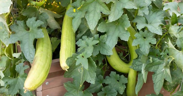 How to Grow Luffa In Your Garden