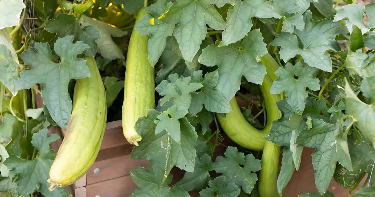 How to Grow Luffa In Your Garden