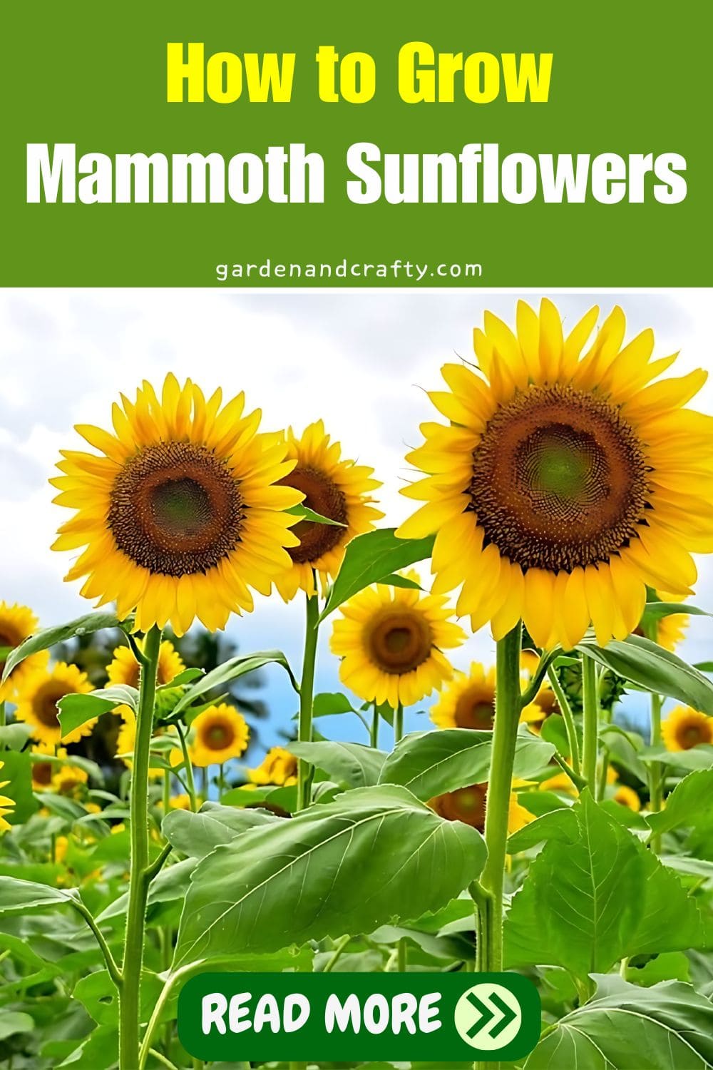 How to Grow Mammoth Sunflowers