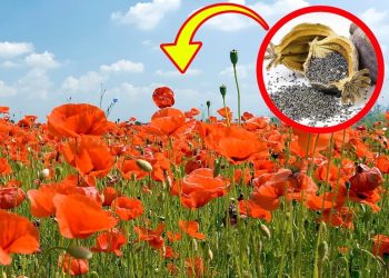 Full Guide on How to Grow Poppy Flowers How to Grow Poppy Flowers