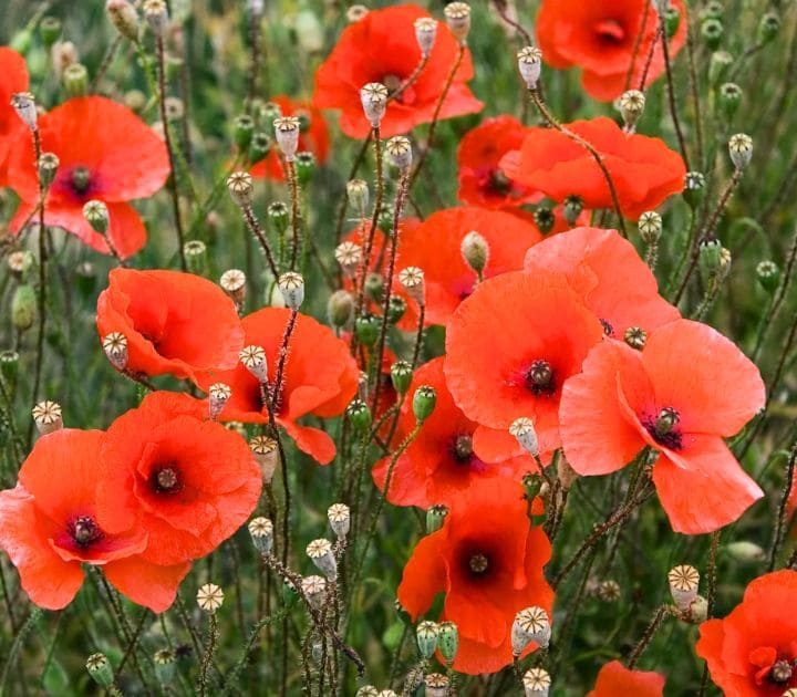 Full Guide on How to Grow Poppy Flowers