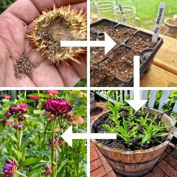 How to Grow Strawflowers from Seeds