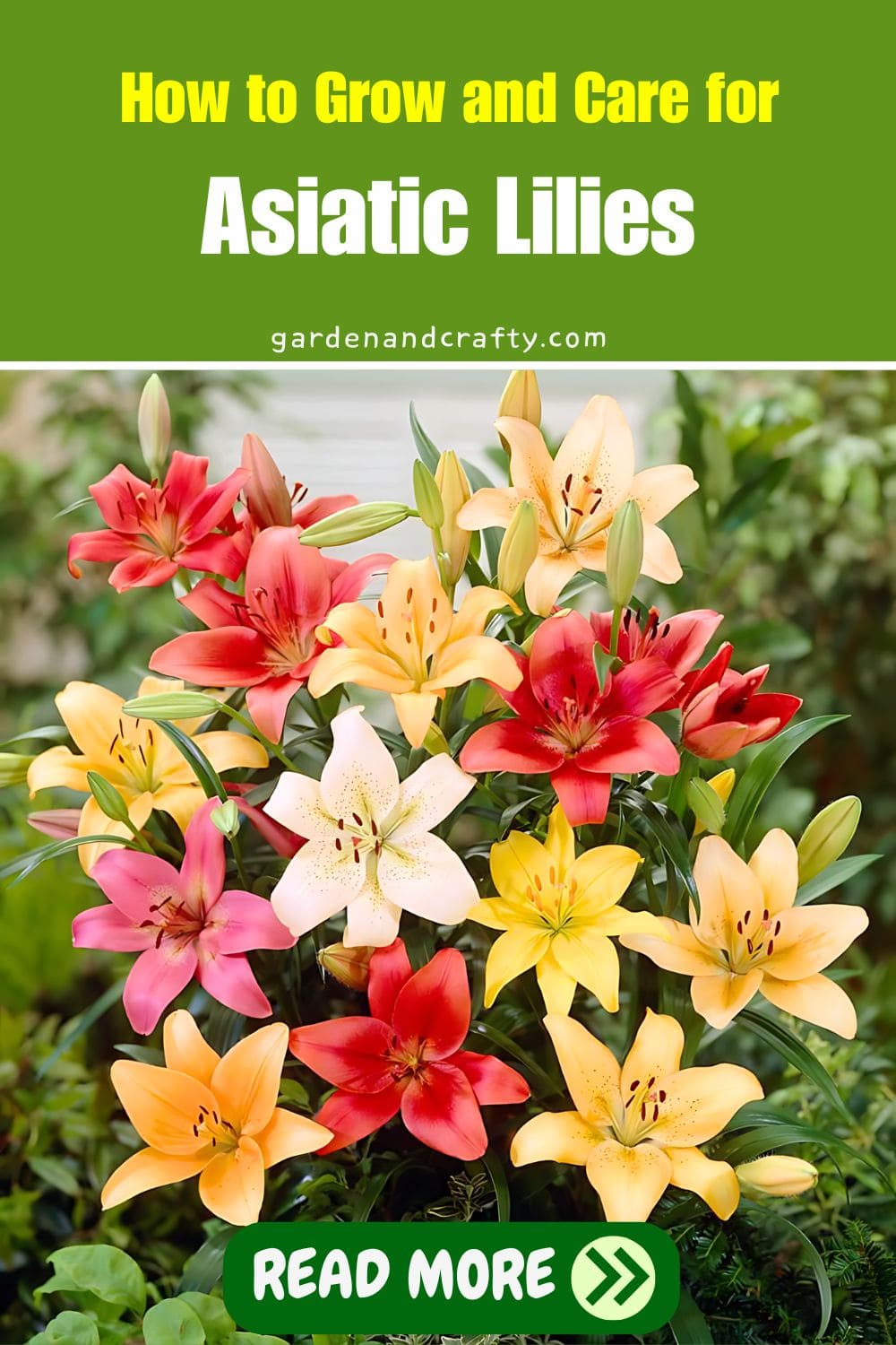 How to Grow and Care for Asiatic Lilies