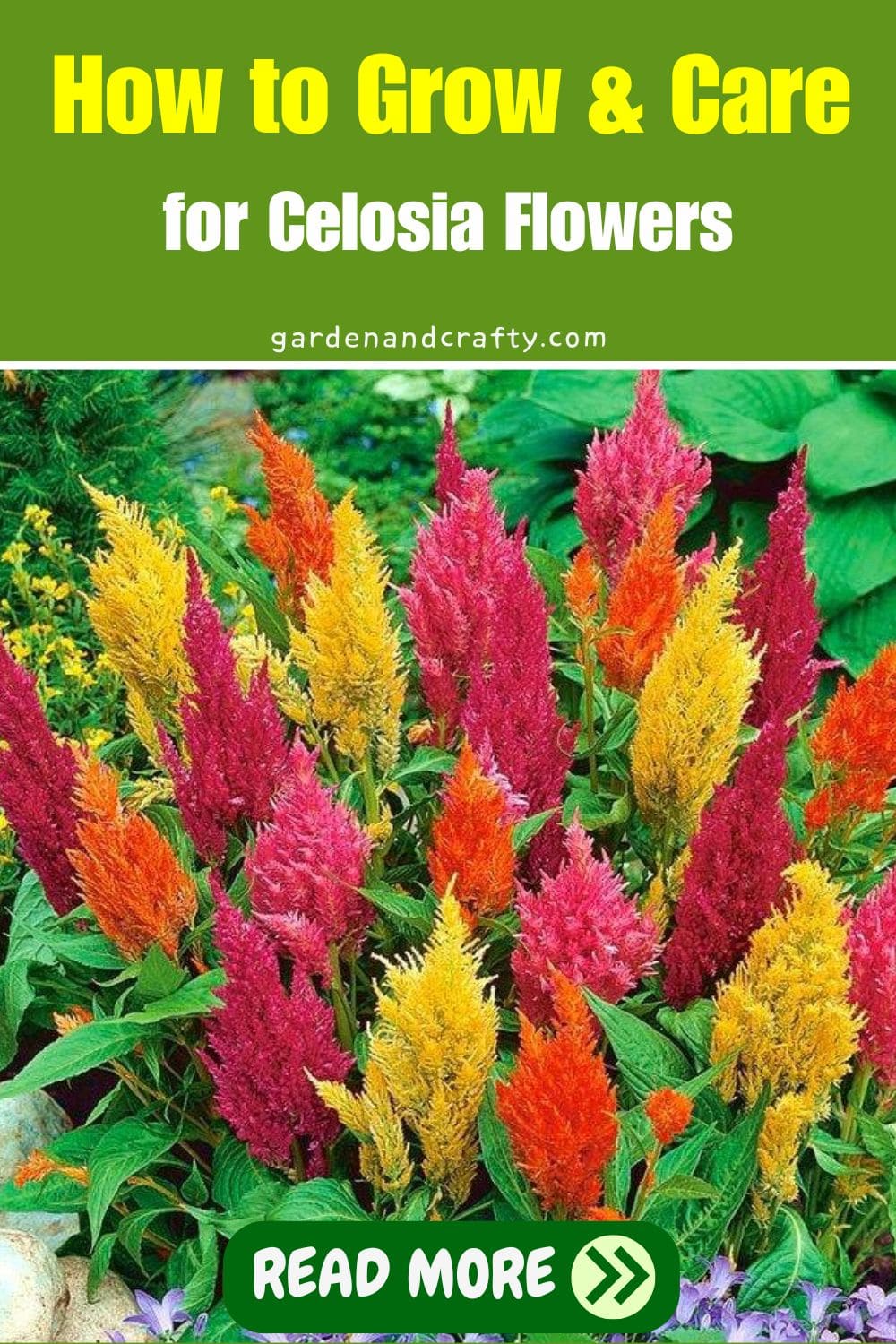 How to Grow and Care for Celosia Flowers