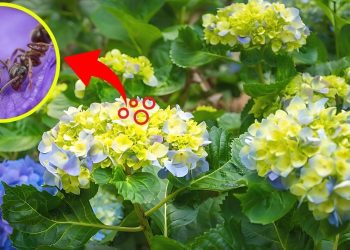 Do Hydrangeas Attract Ants? Hydrangeas Attract Ants