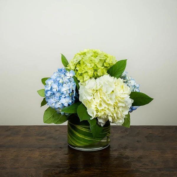 Hydrangeas in Vase