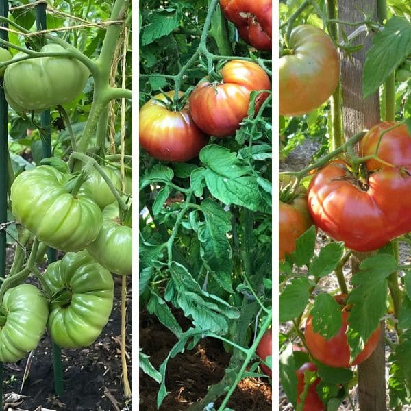 Indeterminate Tomatoes