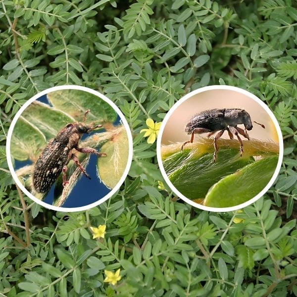 Introduction of Weevils