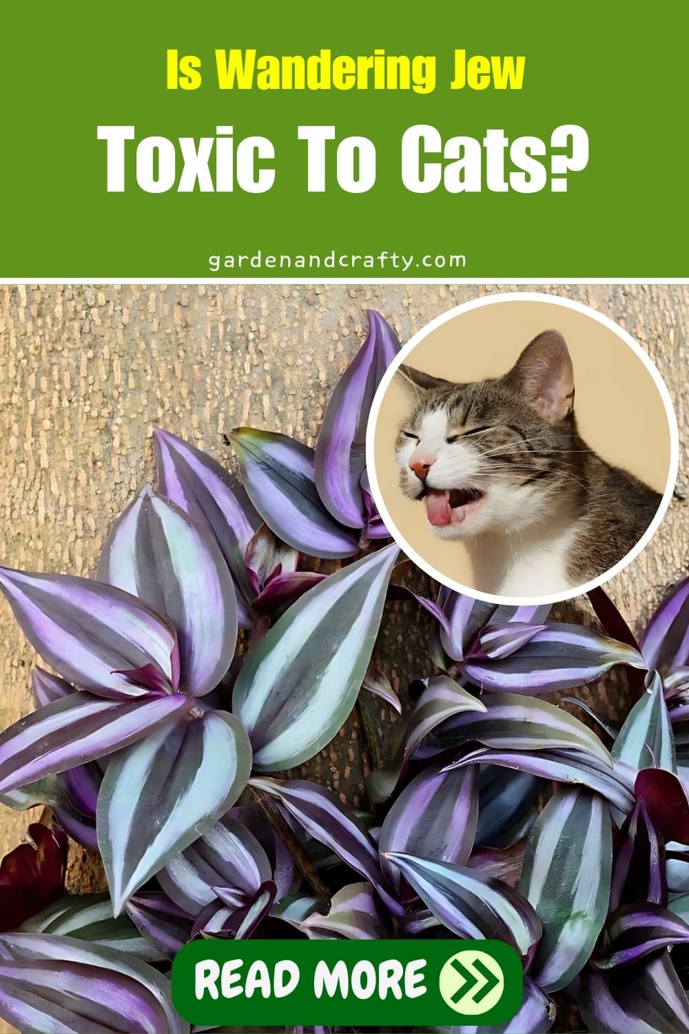 Is Wandering Jew Toxic To Cats?