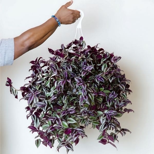 Keeping Wandering Jew plants out of reach