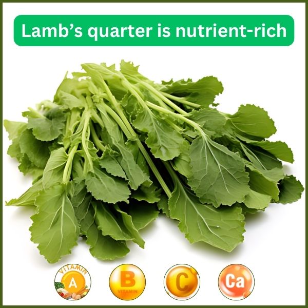 Lamb's quarter is nutrient-rich