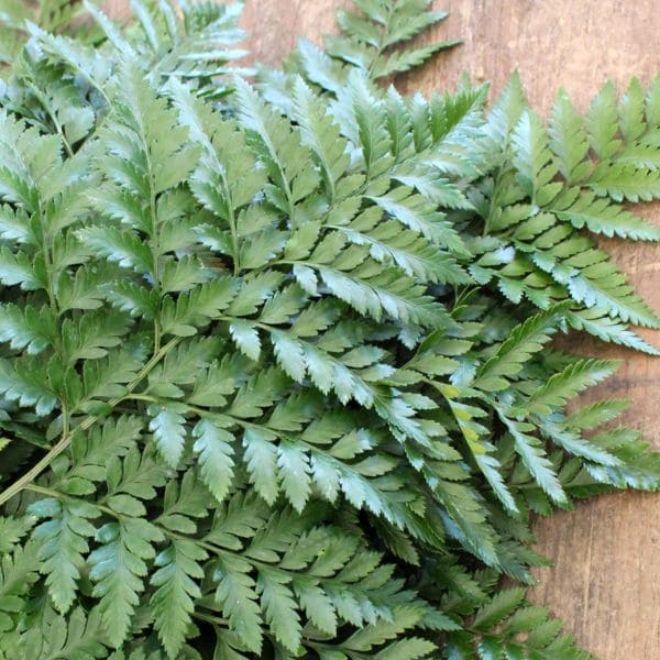 Leatherleaf Fern