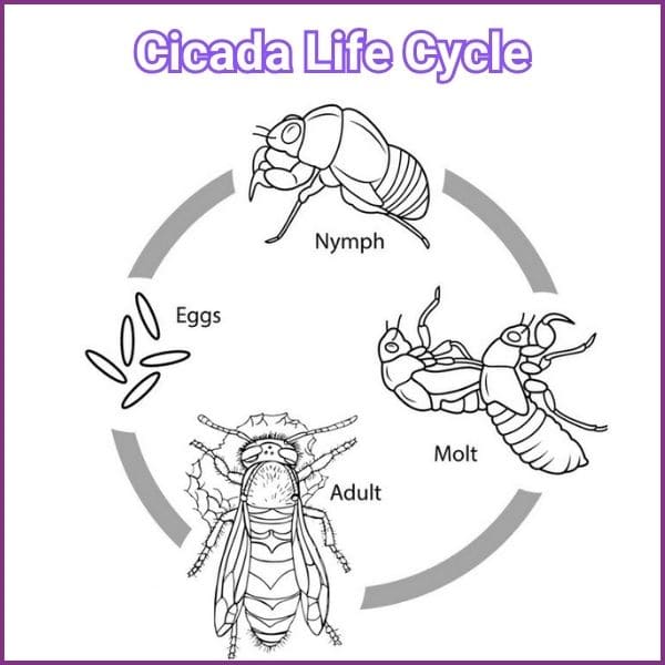 Life Cycle and Development of Cicada