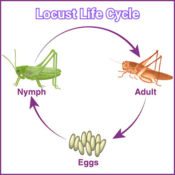 Locust Vs Cicada: Similarities And Differences