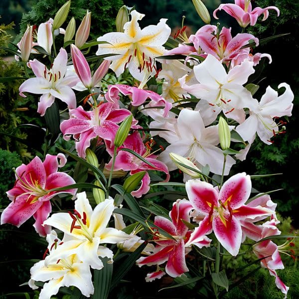 Lilies