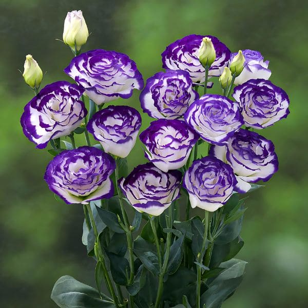 Lisianthus