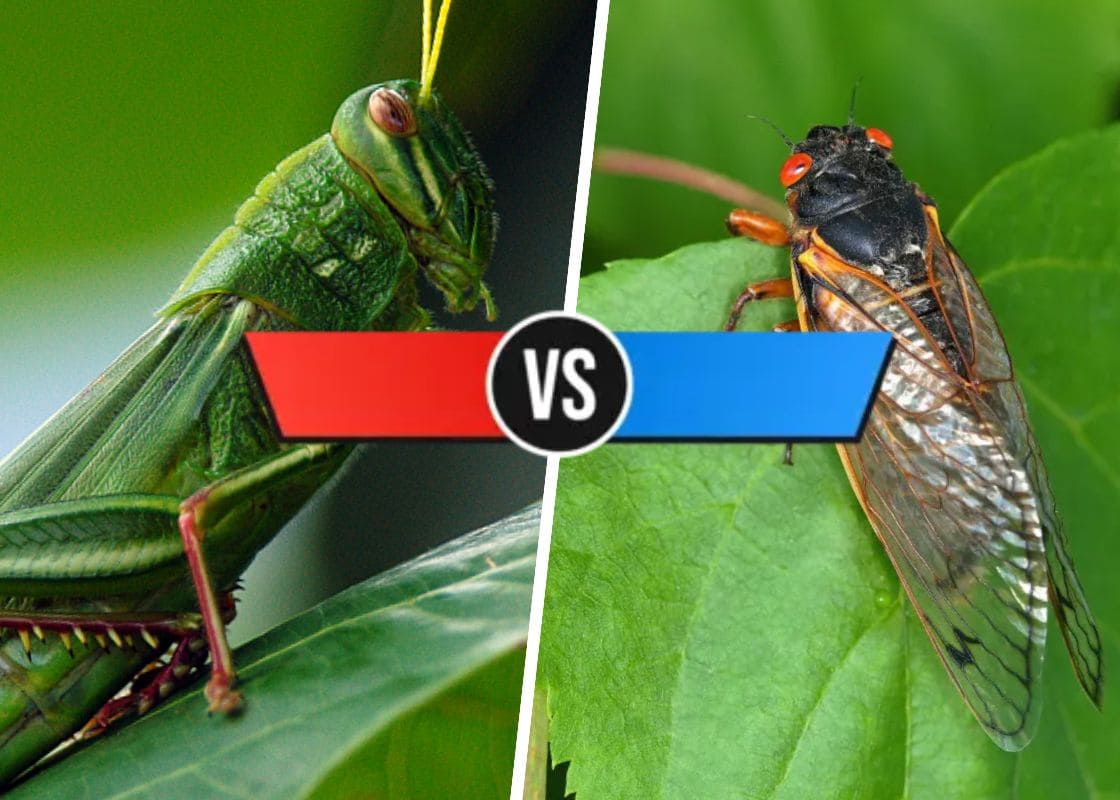 Locust Vs Cicada: Similarities And Differences