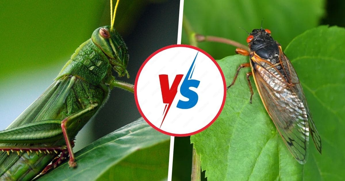 Locust Vs Cicada: Similarities And Differences