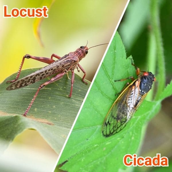 Locust vs Cicada