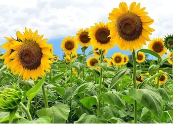 How to Grow Mammoth Sunflowers Mammoth Sunflowers Growing Guide