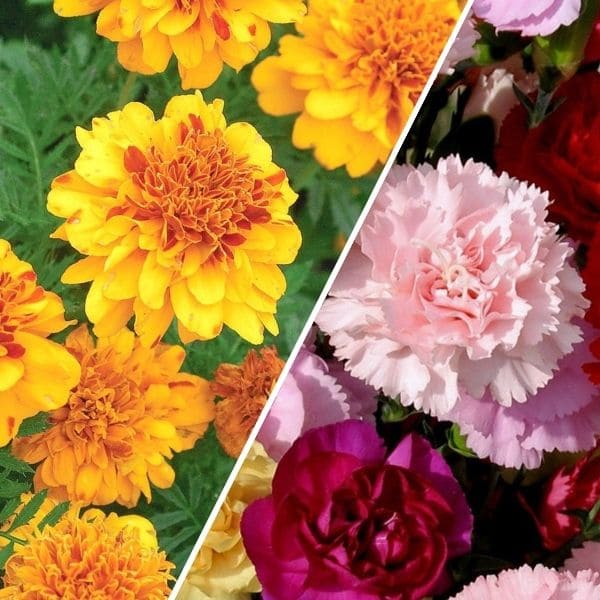 Marigold vs Carnation