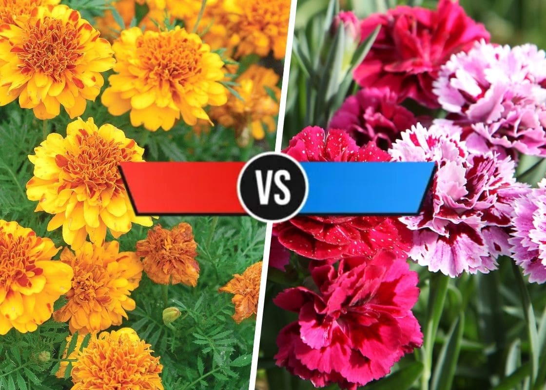 Similarities and Differences Between Marigold vs Carnation