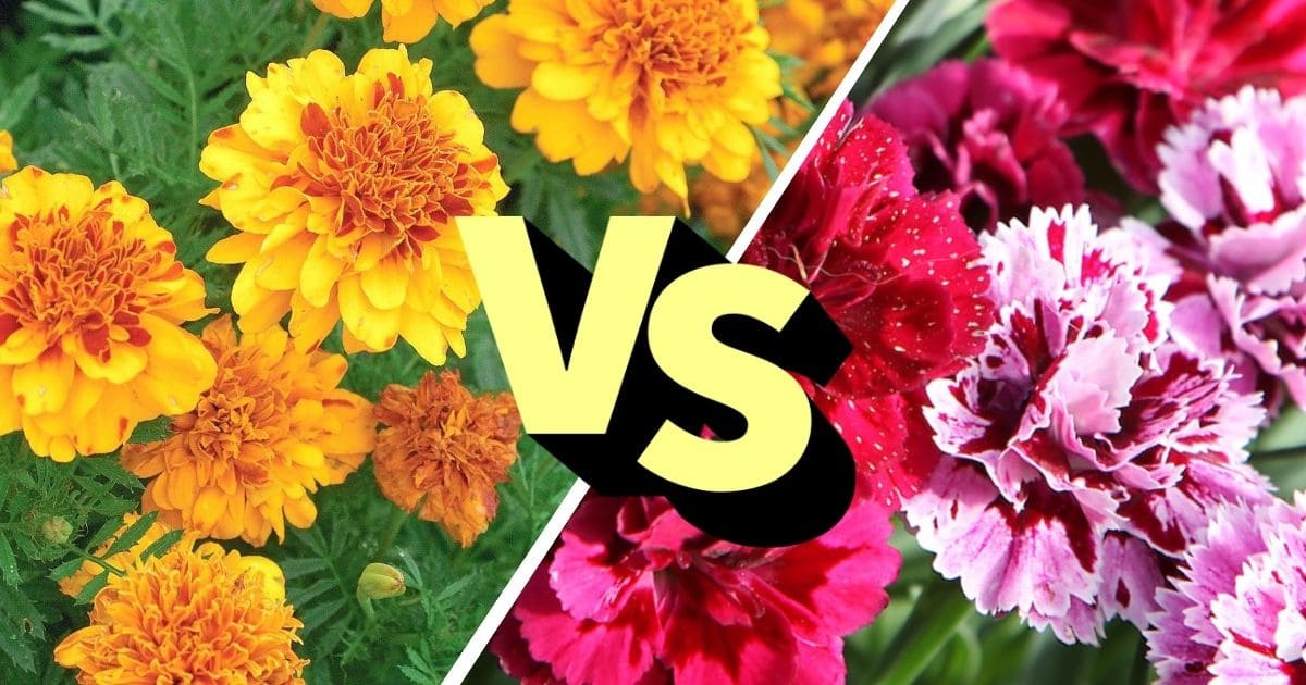 Similarities and Differences Between Marigold vs Carnation