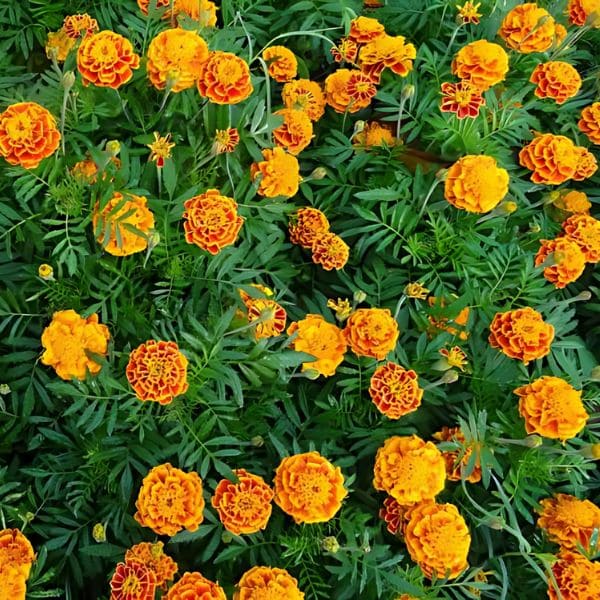 Marigolds