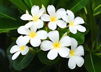 20 Most Beautiful Five-Petal Flowers Most Beautiful Five-Petal Flowers