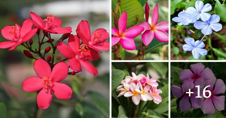 Most Beautiful Five-Petal Flowers
