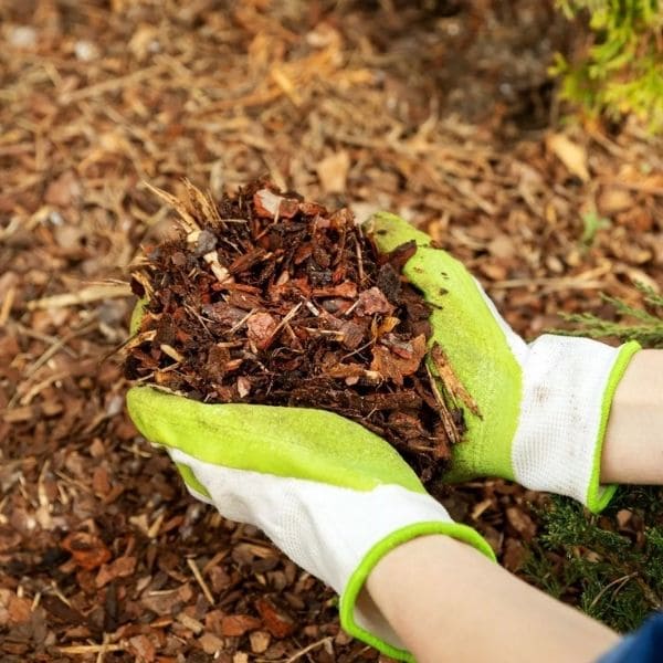 Mulch Application