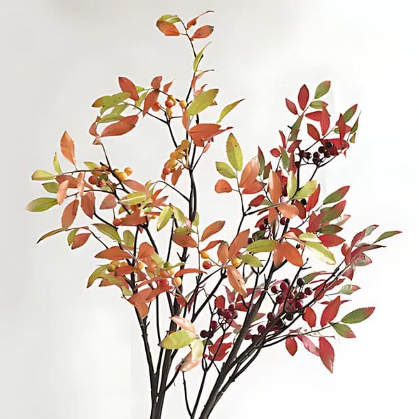 Nandina