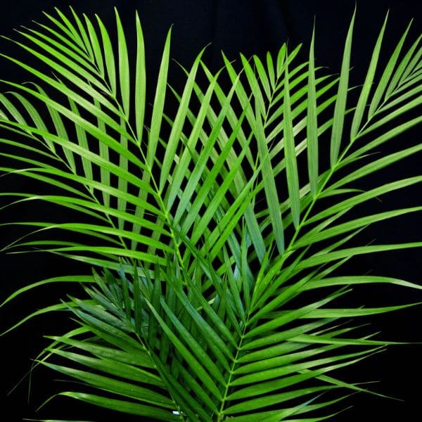 Palm Leaves